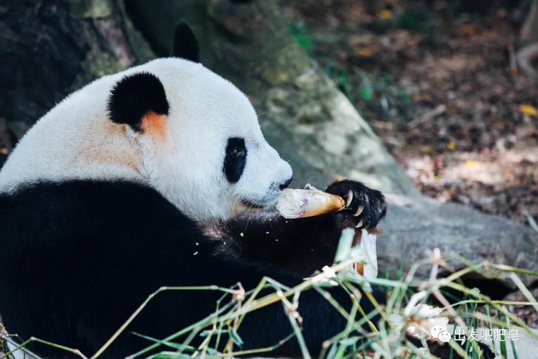 长隆飞鸟乐园怎么去长隆欢乐世界,汉溪长隆地铁站去长隆飞鸟乐园