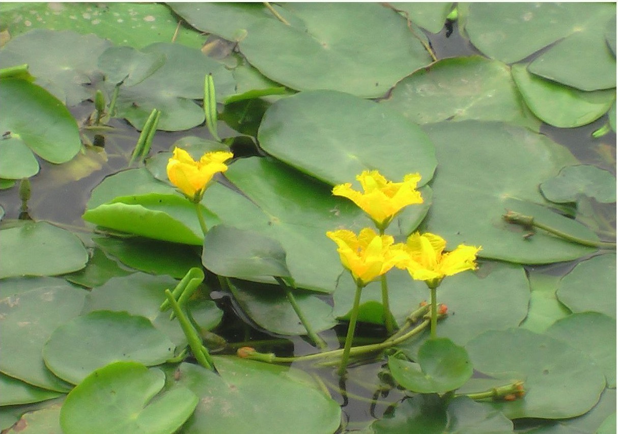 诗经里的植物荇菜的寓意是什么,诗经里的植物荇菜的寓意和象征