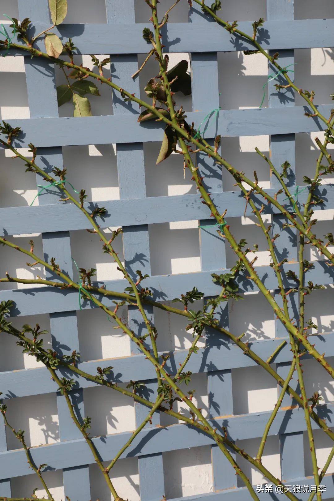 天狼推荐花墙月季品种,天狼月季罗衣花墙