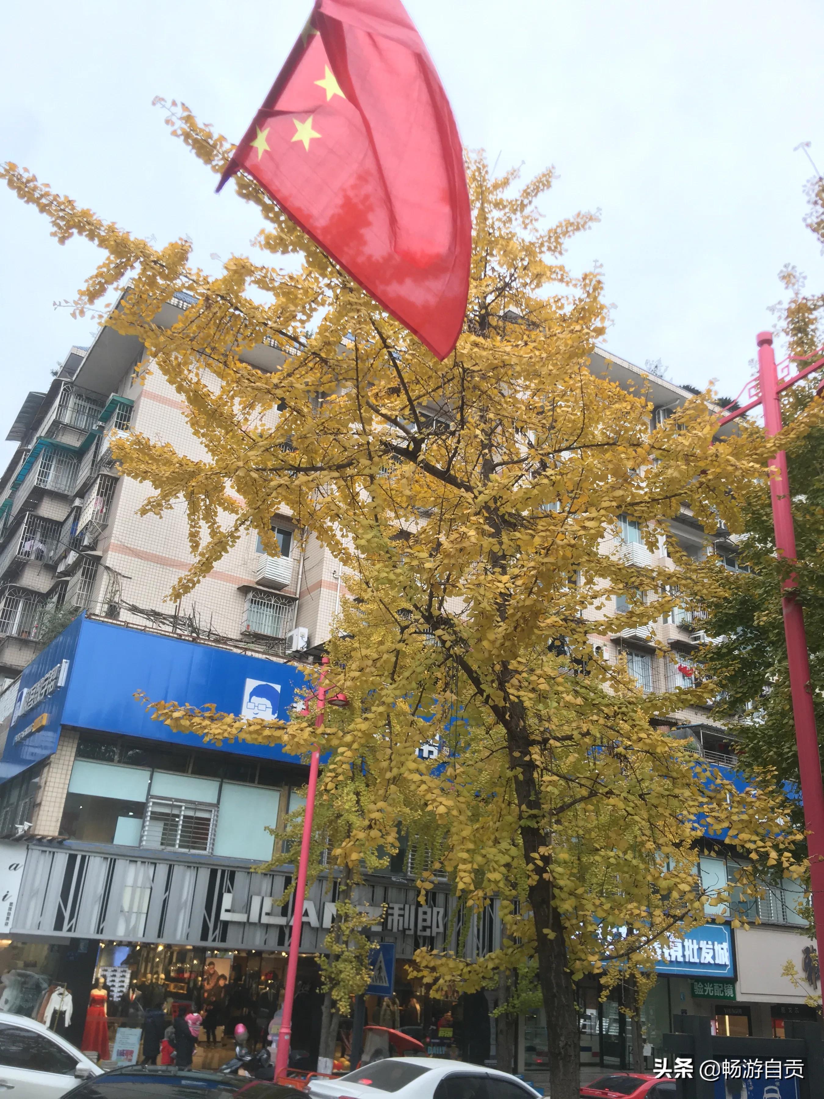 恰逢仲冬季节，追寻自贡唯美黄金叶