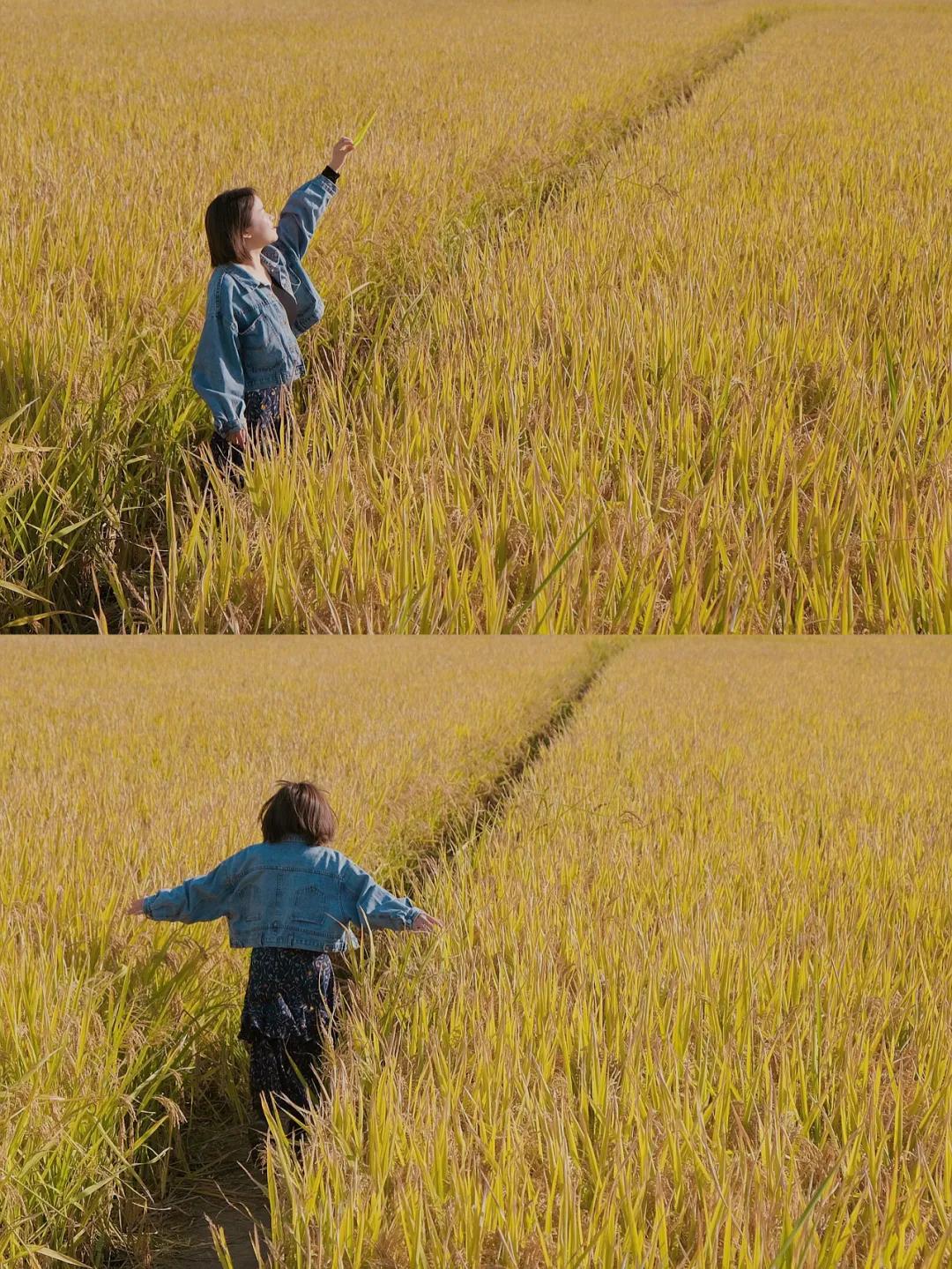 秋天杭州冷门但好看的景点,杭州赏秋景最好的地方