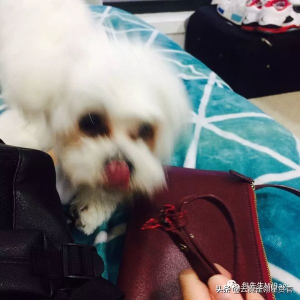 大家的包包和宠物,都太可爱了!