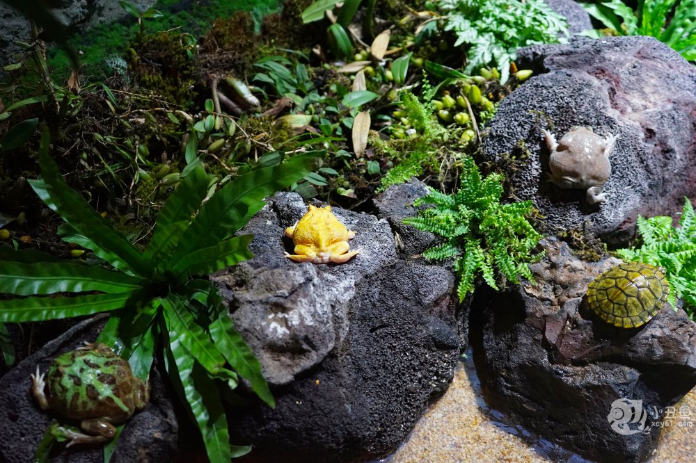 儿童玩的遛娃好去处,有动物的溜娃好去处