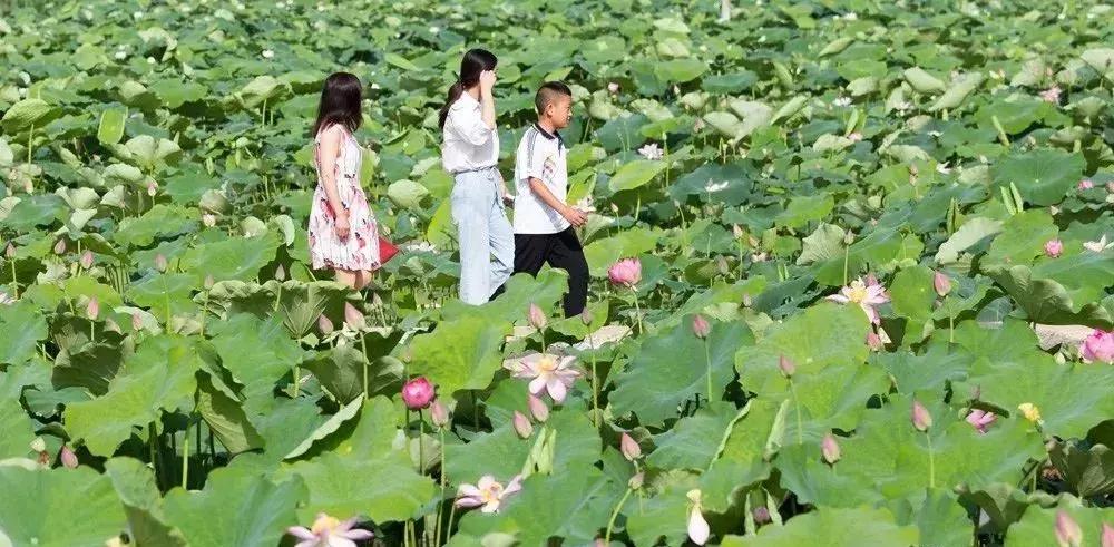 中国“林海”，你可能还不知道，这是一个低调很久了高颜值县城！