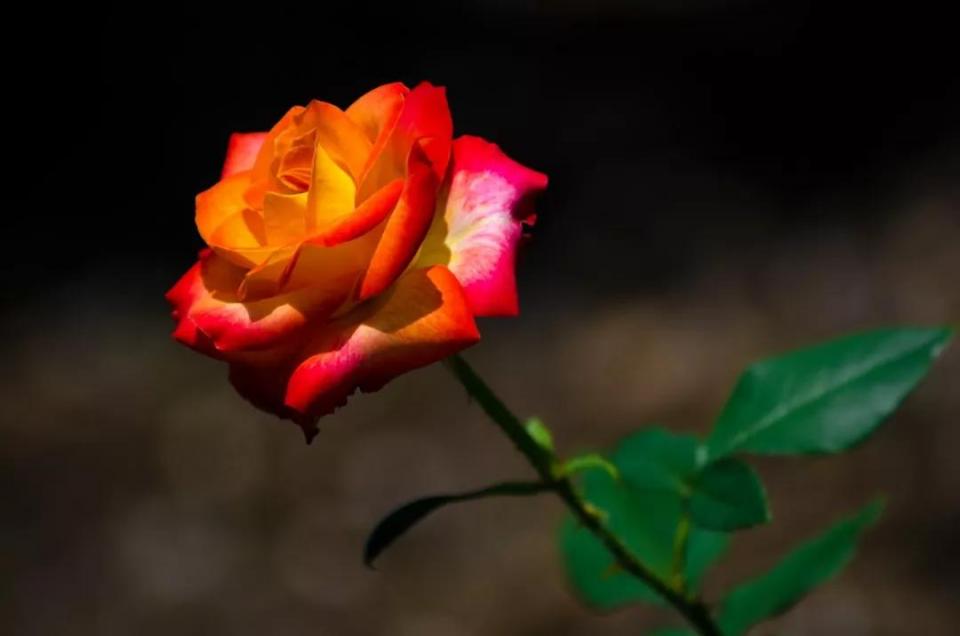 人民币花卉图案分别是什么花,19年第五版人民币花卉