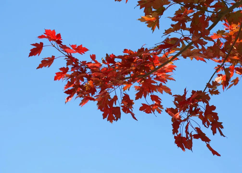 上海最美秋景,上海哪些公园可以拍秋景