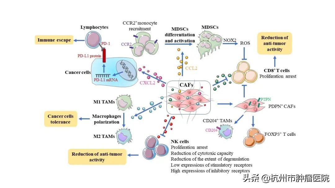 肿瘤的相关学术论文,肿瘤学最新研究进展