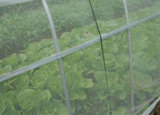 大棚蔬菜的蓟马怎么防治,大棚黄瓜蓟马各种虫害图片