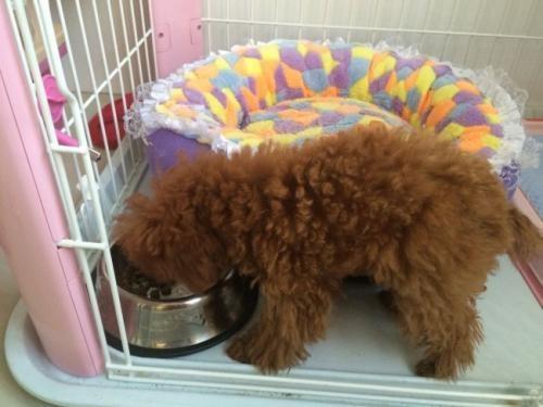 泰迪犬为什么不怕狗粮,泰迪犬吃什么狗粮最好呢