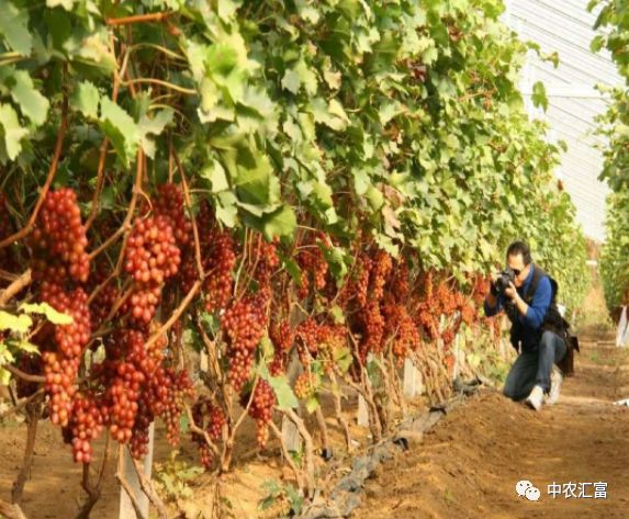冰葡萄种植致富视频,冬葡萄致富新项目