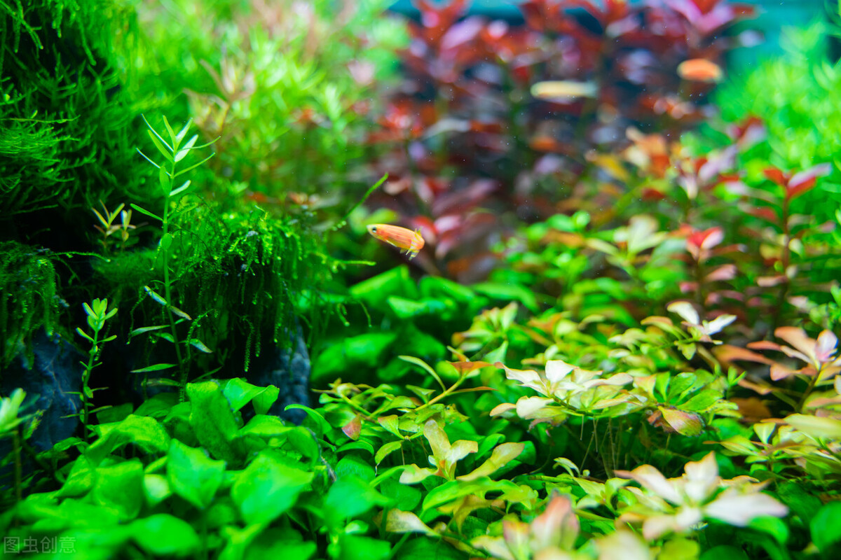 鱼缸养水草的主要作用是什么,鱼缸哪种水草好养养不死