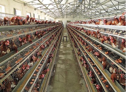 养好蛋禽技巧,蛋鸡养殖技术与管理