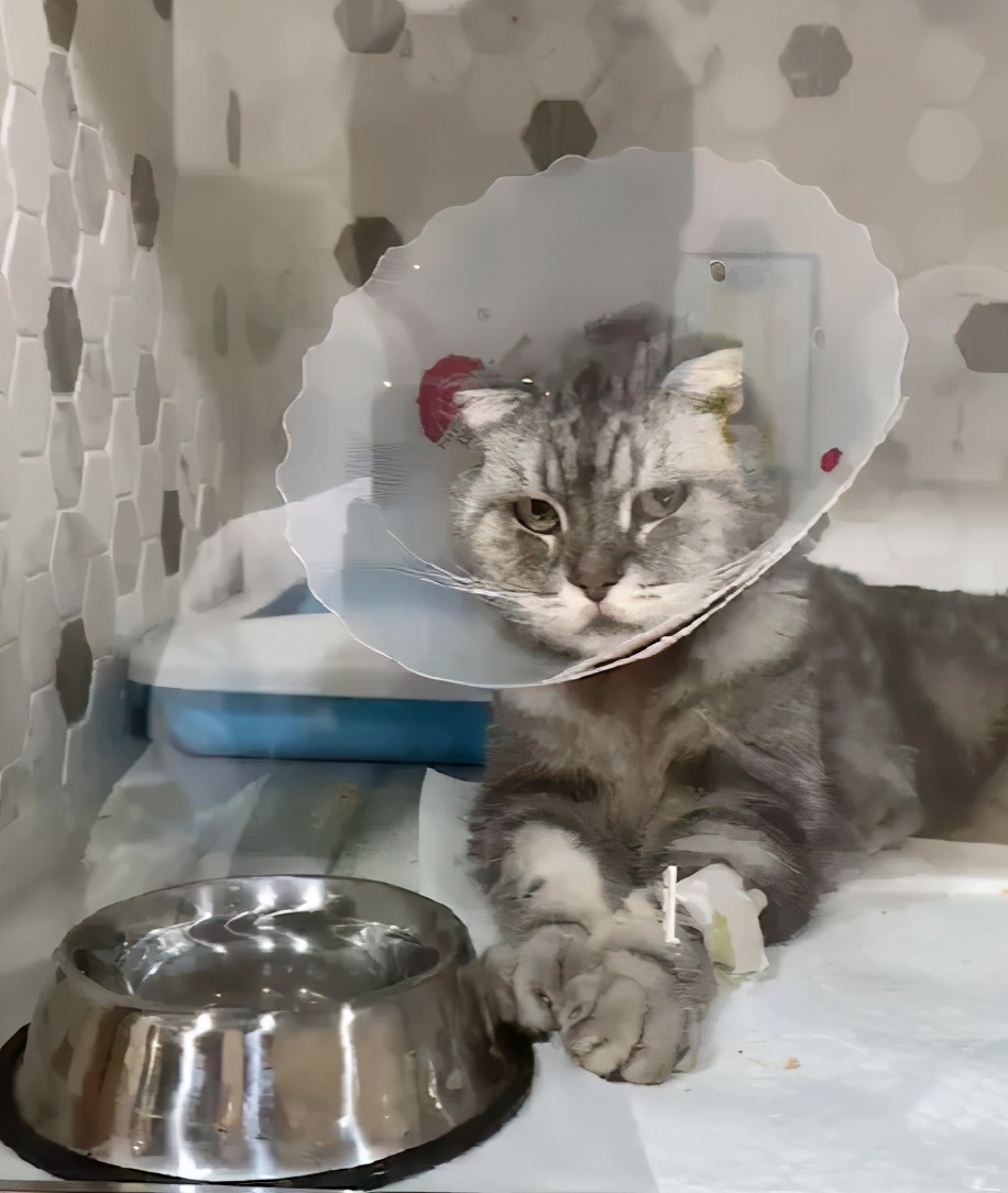 猫咪患ibd慢性肠炎怎么治疗,猫咪肠胃炎之后总是软便怎么调理