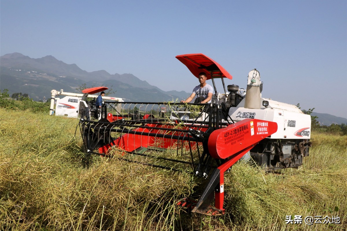 油菜籽行情,油菜籽最新价格行情