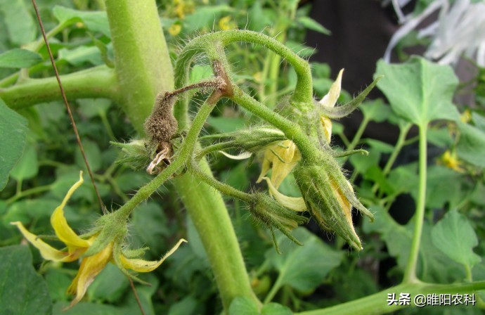 灰霉病很顽固,难根除,教你几个最有效的防治方法