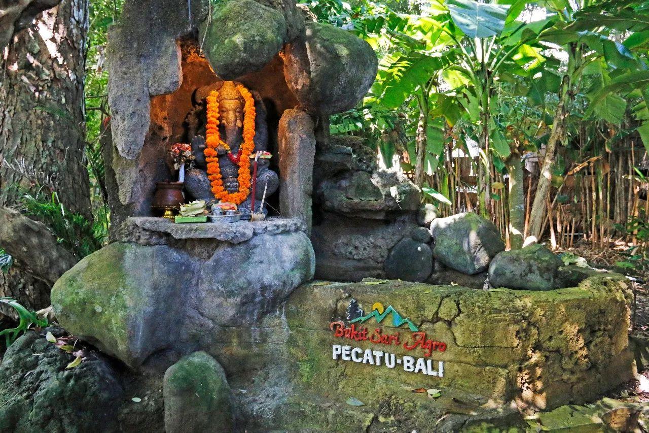 一杯咖啡卖到6200元,全网最正宗的猫屎咖啡