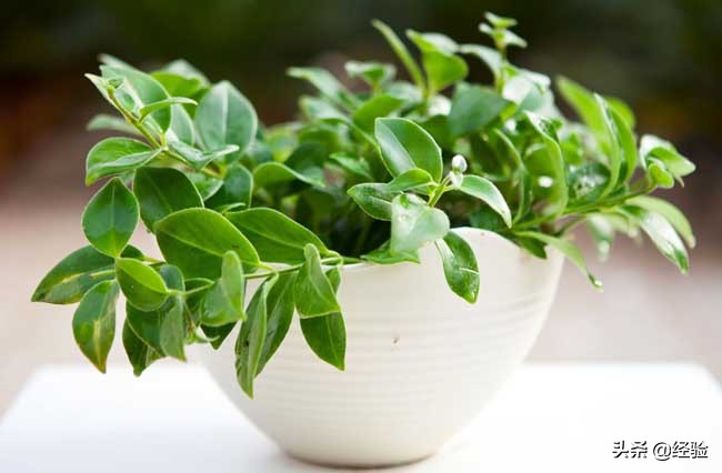 口红吊兰掉花苞什么原因,卷叶口红吊兰怎么养