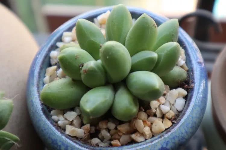 多肉名字怎么记,多肉的品种图片及名字寓意