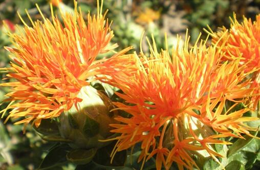 中医学妇科崩漏的治疗,名医治老年妇女崩漏方子