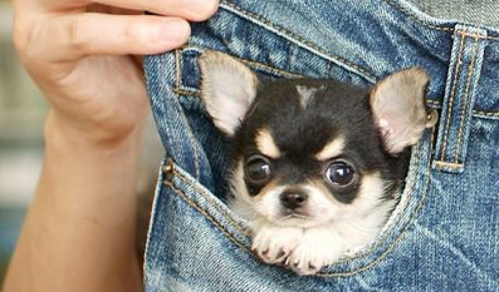 又大又可爱的茶杯犬,巴掌大的犬