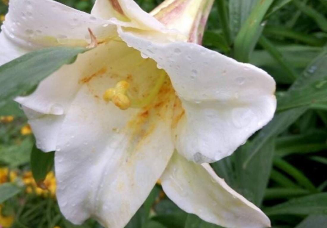 实验室无土栽培百合剥胚,百合种球的无土栽培