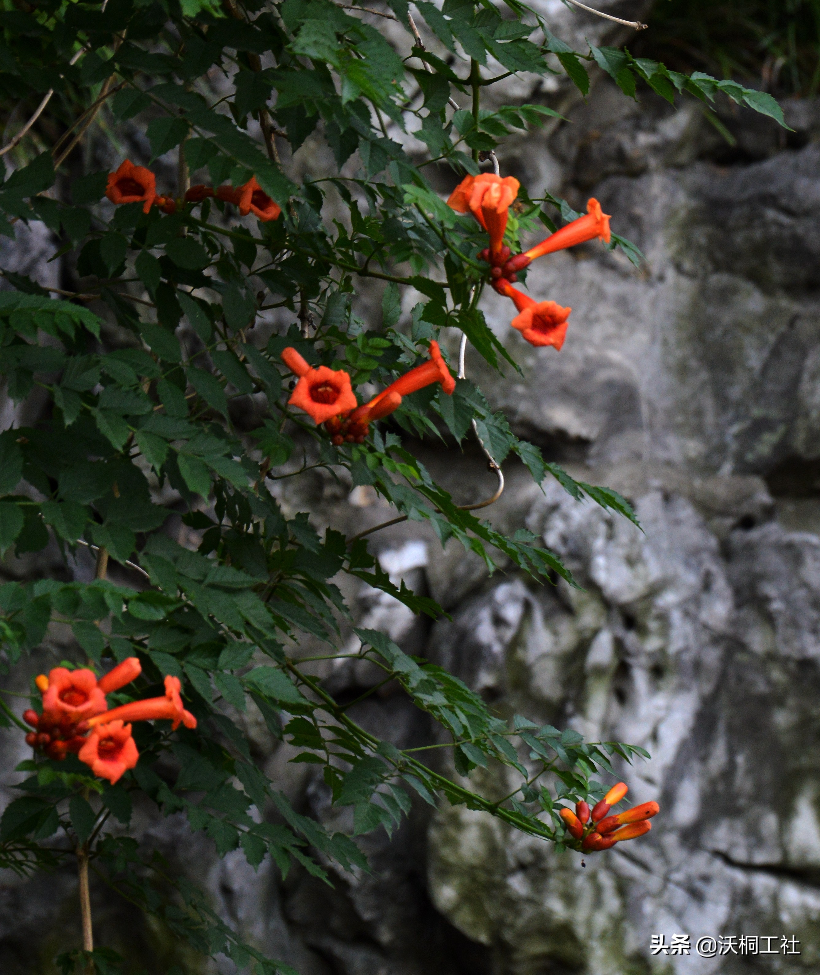 二十四节气花与诗感悟,二十四节气里的梅花诗句