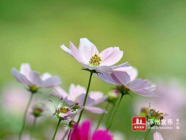 文学风长连衣裙,文学涿州