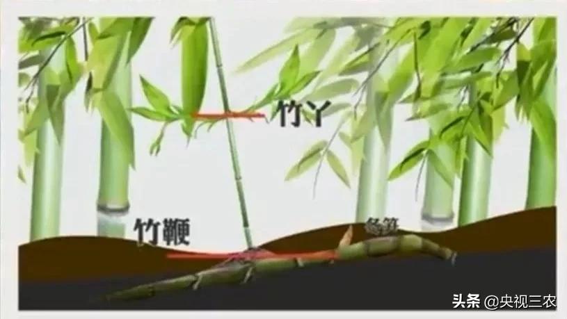 五星级大厨教你冬笋怎么没有涩味,冬笋去除涩味凉水下锅还是开水