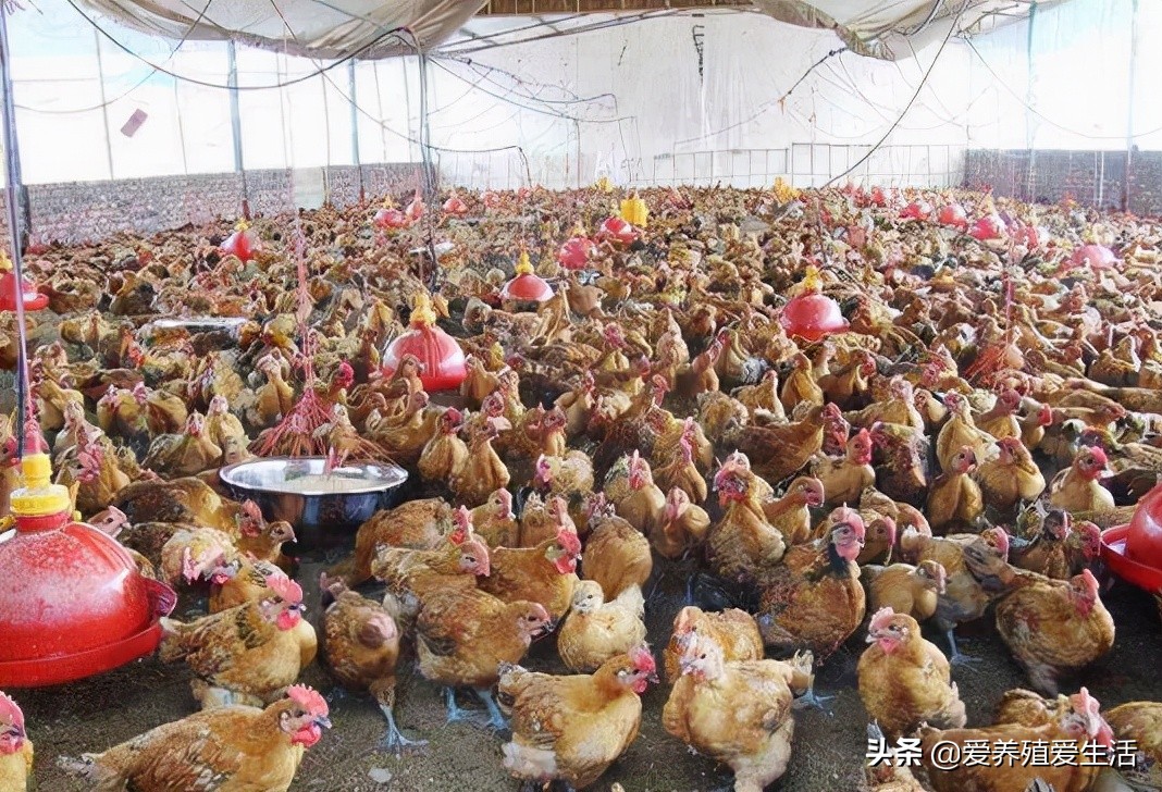 霉菌毒素惹的祸,霉菌毒素对牛羊的危害有哪些