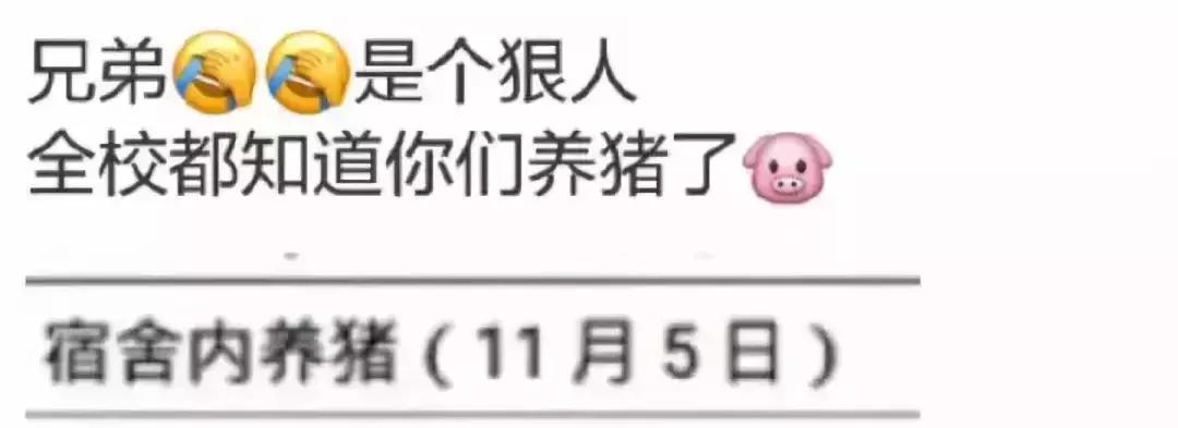大学生在宿舍养猪被通报批评,大学生宿舍养宠物要处分吗
