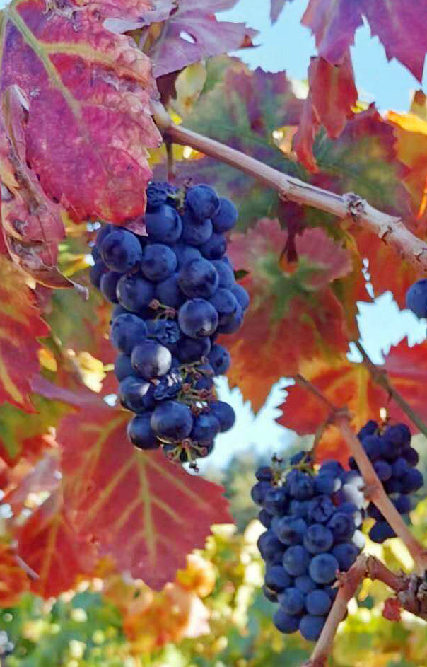 红酒的七大骗局是哪些呢,你被红酒忽悠过吗