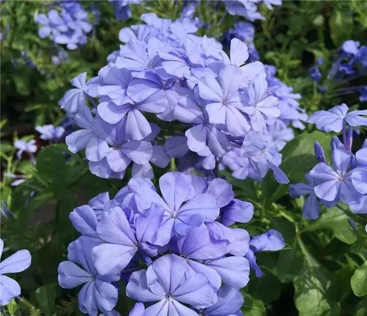 三月最适合种什么花？照着下面养准不会错！好养又好看，满屋飘香