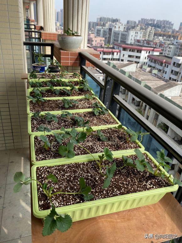 草莓要怎么种才能种出香甜的草莓,怎么种一年四季都有草莓吃