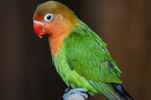 面类牡丹鹦鹉品种介绍及图片,牡丹鹦鹉品种介绍及图片和名字