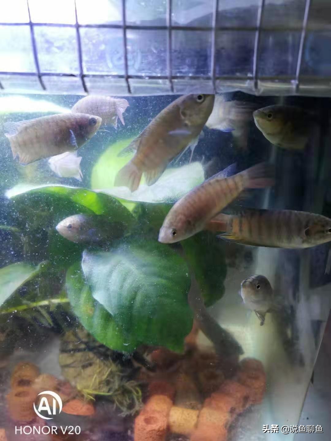 粉丝发私信求救,粉丝向主播求救