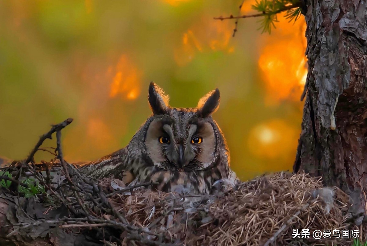 2020观鸟,观鸟大年影片