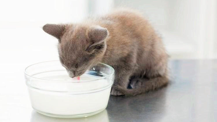 猫有换牙期吗会掉牙吗,幼猫换牙会掉牙齿吗