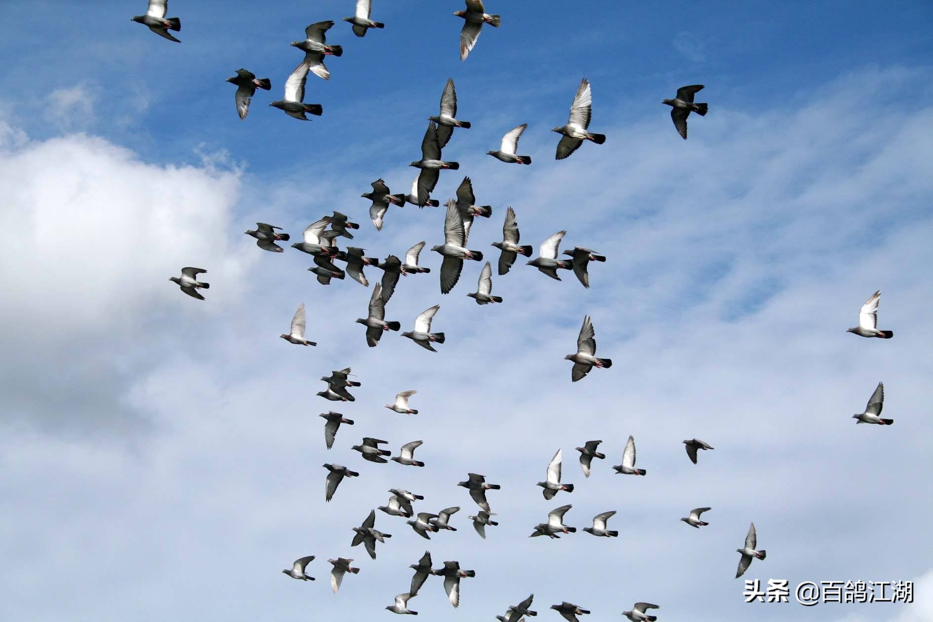 赛鸽公棚赛事的感言,信鸽配对的感言