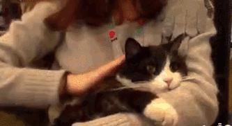 猫故事集,猫故事完整版