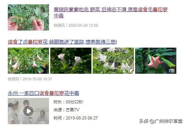 秋葵和曼陀罗长得像吗,如何辨别曼陀罗和龙葵