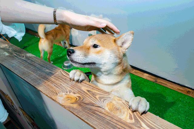 19.9包邮毛绒羊驼,羊驼9.9元秒杀直播