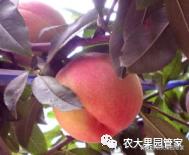 种植新品种果树苗一手货源,各种新品种果树苗木一手货源