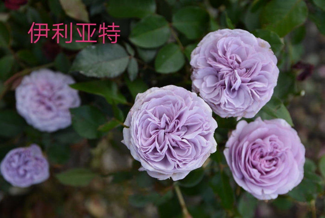 木村卓功推荐的月季,木村卓功月季