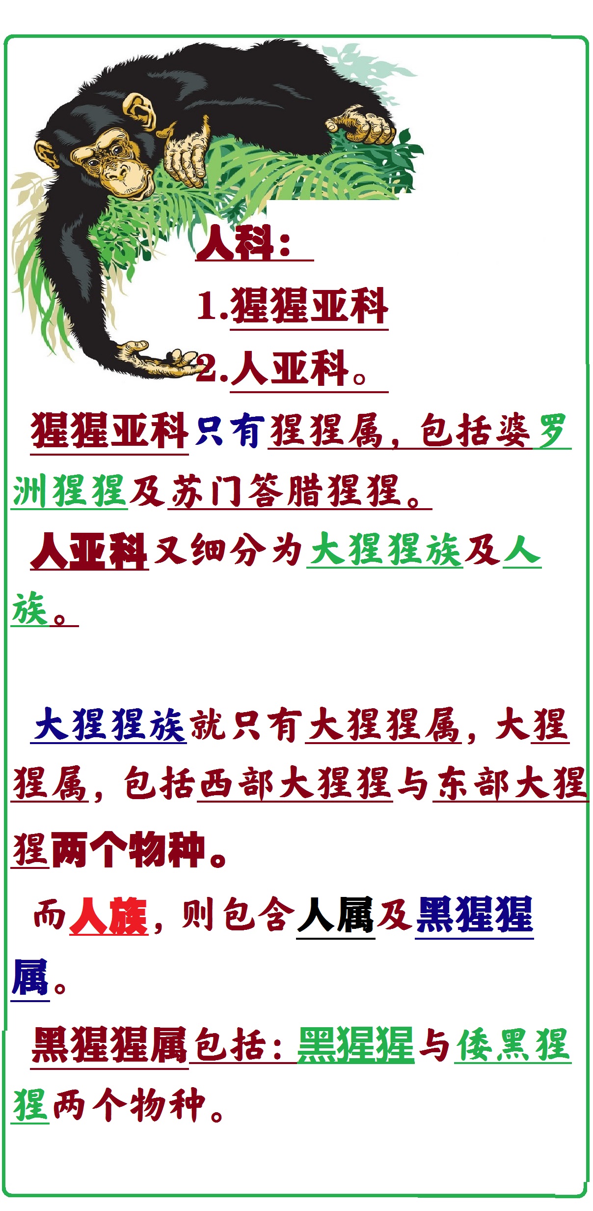 动物大猩猩深度解析,人科动物图谱