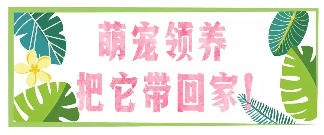 炸裂！因为一只猫，苏州人开启尖叫模式！