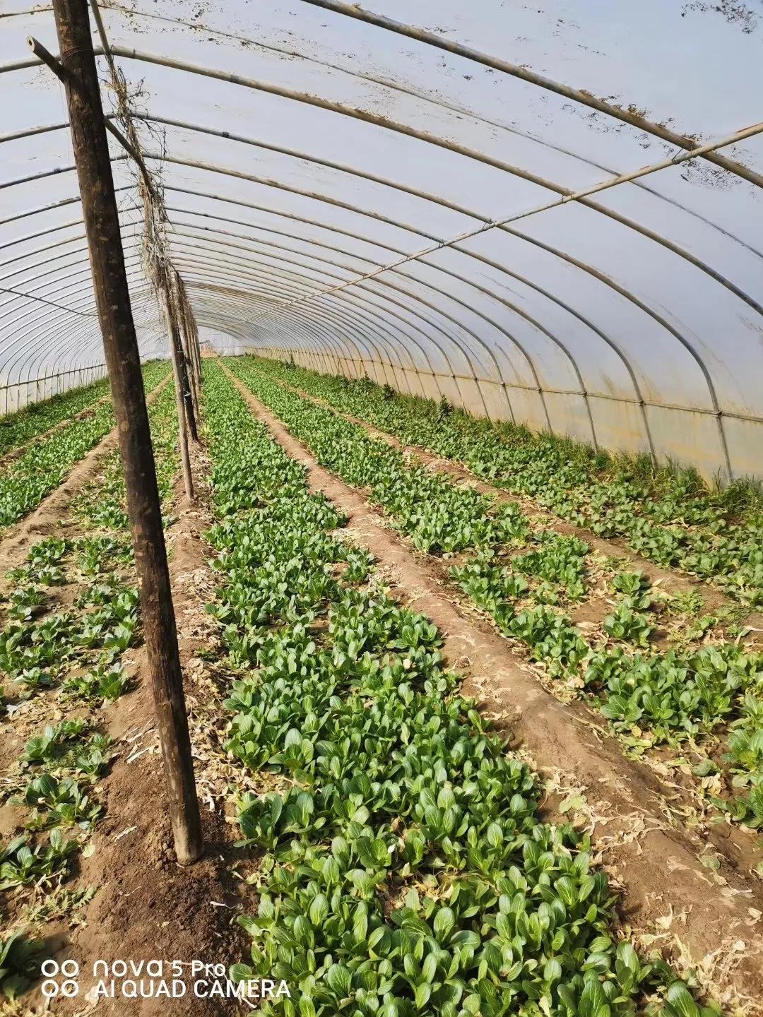 巾帼战疫|按下生活*放播**键解决农民销售难——乡镇妇联主席卖菜记