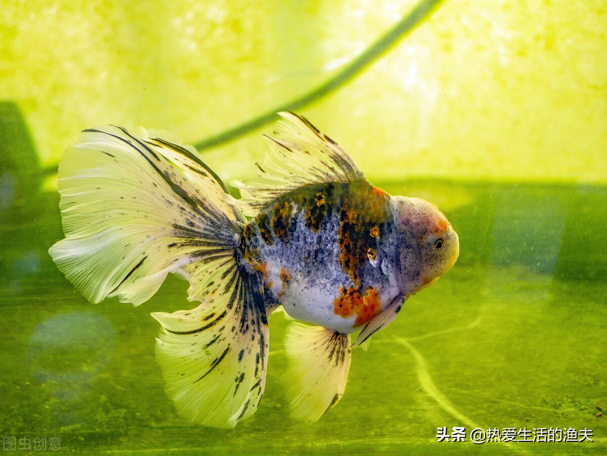 哪种金鱼好看好养,金鱼哪个品种比较好养还好看