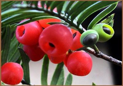 红豆杉果实能不能吃,红豆杉果实能吃吗吃了有什么作用