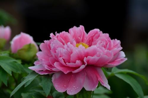 盘点世界各国国花你最喜欢哪种,盘点各国国花