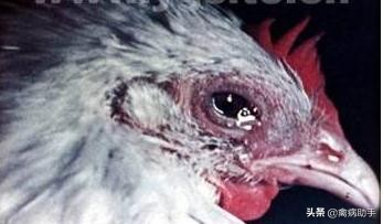 鸡流眼泪眼肿怎么治疗,鸡肿头肿眼怎么治